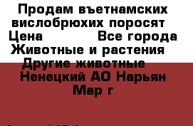 Продам въетнамских вислобрюхих поросят › Цена ­ 2 500 - Все города Животные и растения » Другие животные   . Ненецкий АО,Нарьян-Мар г.